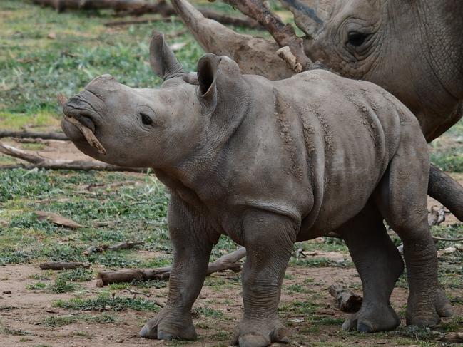 The name for Monarto Safari Park’s two-month-old rambunctious Southern White Rhino calf has been announced today – on World Rhino Day! "I’m delighted to reveal that the little calf’s name is Eshe which means life and energy in Swahili,” said Elaine Bensted, CE of Zoos SA.  Picture: Geoff Brooks/ZoosSA