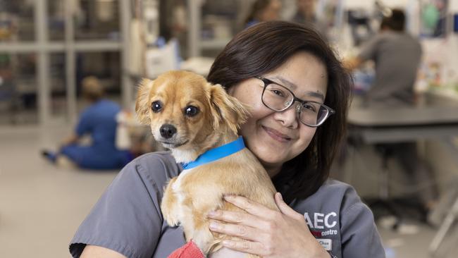 Teddy, the poochi, with veterinary director, Dr Diana Chua, after being rushed to the hospital in the middle of the night. Picture: Mark Cranitch