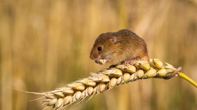 Shock losses: Mice are causing devastating losses for crop growers in northern NSW and southern Queensland and also destroying hay stacks. Picture: Trent Perrett