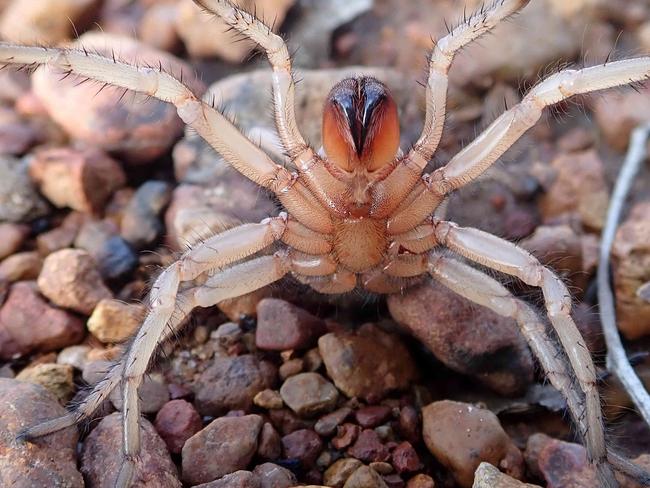 Forty new species of wishbone spiders uncovered in Queensland. Picture: Queensland Museum