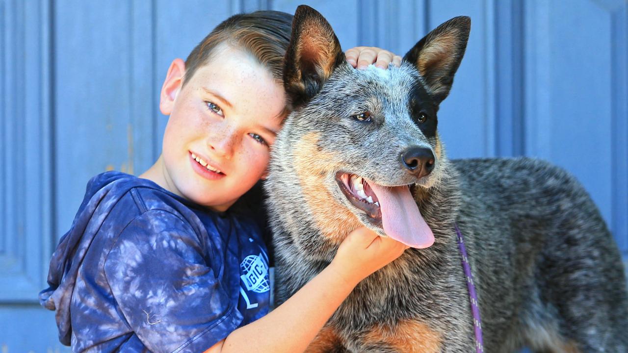 Blue heeler sales with kids