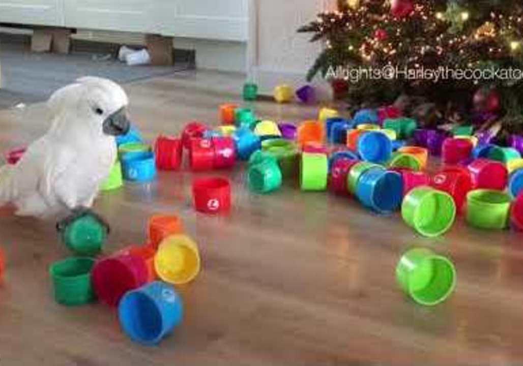 Harley the Cockatoo and Gizmo Are the Queen and King of Cups