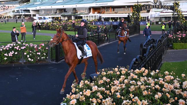 Vauban has turned heads since arriving in Australia. Picture: Vince Caligiuri/Getty Images