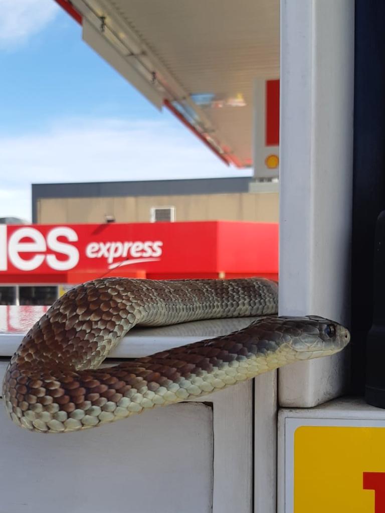 Melbourne resident finds deadly tiger snake in toilet bowl