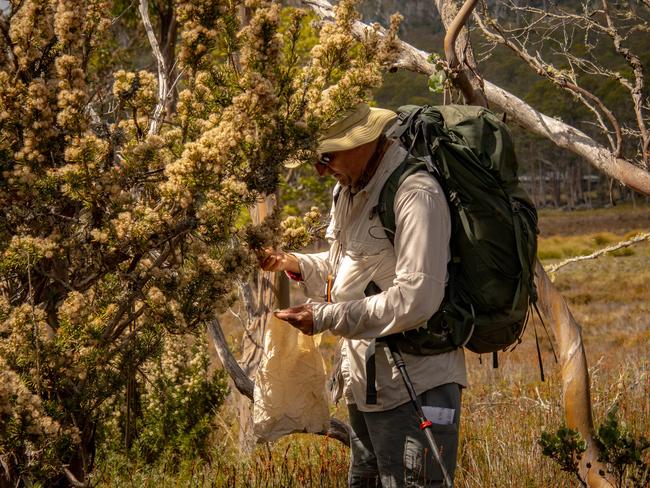 James Wood collecting seeds in a previous expedition.