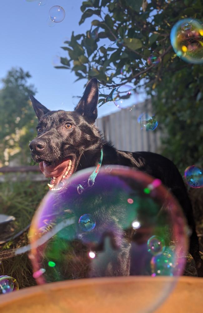 Picture: Lynn Magann/News.com.au Photo of the Week