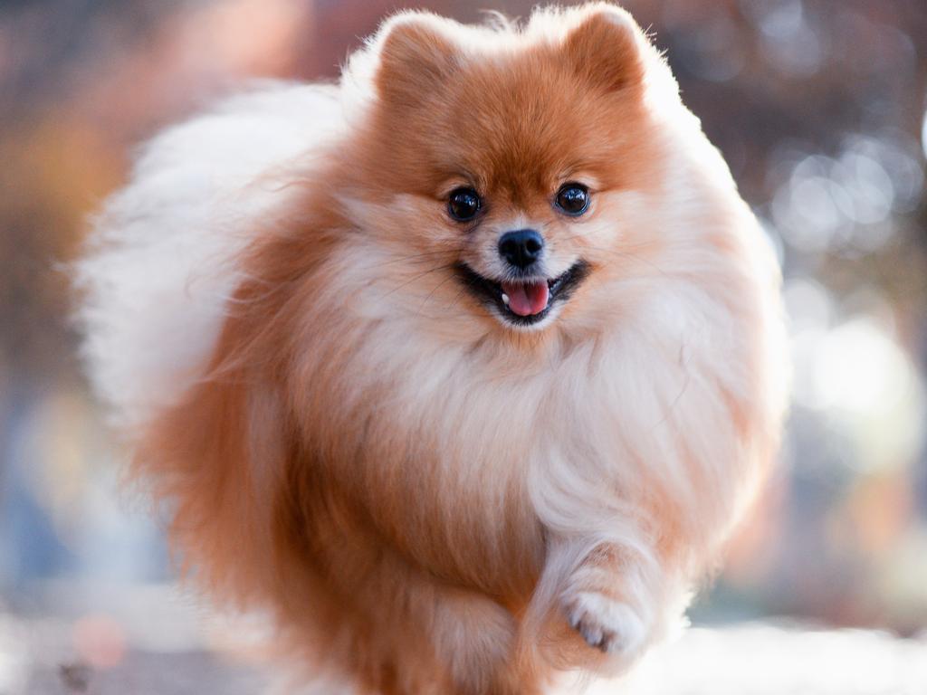 Stock image of a pomeranian dog, the same breed as the pet that returned a positive virus test. Picture: iStock