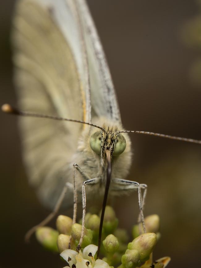 A resting white butterfly (cabbage moth). Picture: Shaun Viljoen