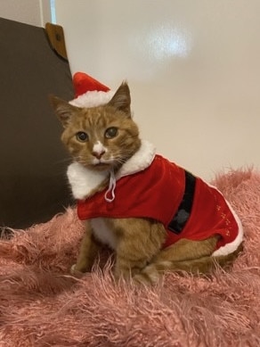 Garfield the shoulder riding cat celebrating Christmas. Picture: Jacky Scott