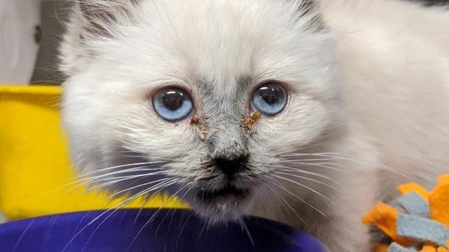 Kittens seized from Kon and Liudmila Petropoulos. Photo: RSPCA