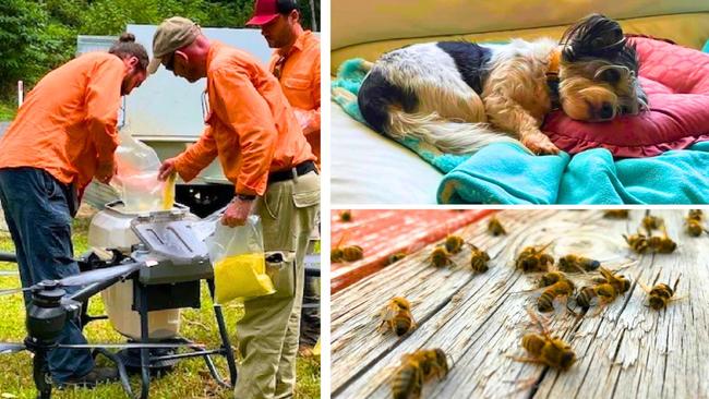 Fire Ant Eradication Program officers; Axel who was rushed to a Gold Coast vet; and bees from a property at Currumbin. Pictures: Sarah McGuire