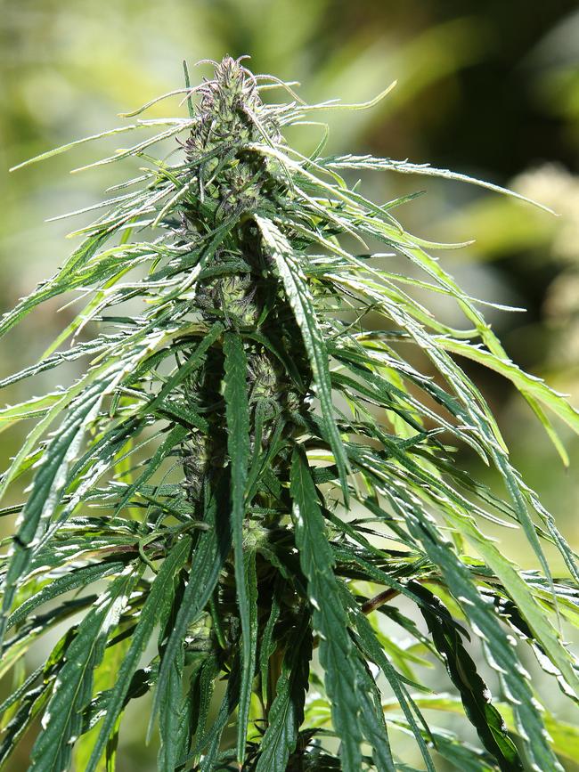 The Territory Legislative Assembly officially has passed the Hemp Industry Bill