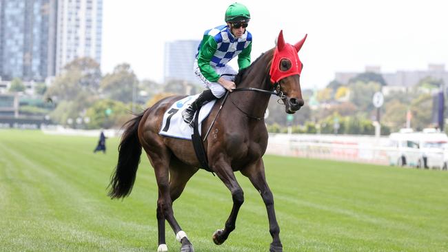 Ersa took on the colts and geldings at her last outing in the Group 3 Carbine Club Stakes at Flemington. Picture: Racing Photos via Getty Images.