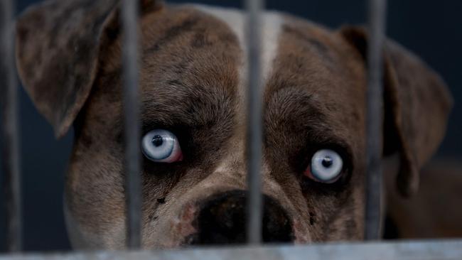 PASADENA, CALIFORNIA - JANUARY 10: A dog being sheltered at the Pasadena Humane Society looks out from its kennel on January 10, 2025 in Pasadena, California. Hundreds of pets have been displaced by the Eaton Fire and many residents have had to shelter their pets at the Pasadena Humane Society. The Eaton Fire has grown to over 13,000 acres and has destroyed over 5,000 homes and businesses. Five people have lost their lives in the fire.   Justin Sullivan/Getty Images/AFP (Photo by JUSTIN SULLIVAN / GETTY IMAGES NORTH AMERICA / Getty Images via AFP)