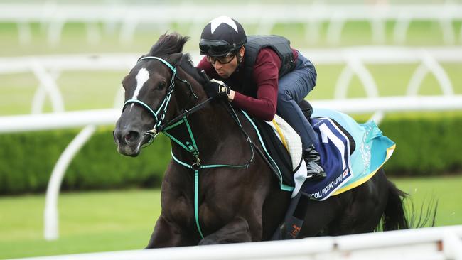 The Daily Telegraph 30.10.2024 Ascoli Piceno ridden by Jockey Joao Moreira pictured. Canterbury trackwork with the four internationals here for the Golden Eagle - Ascoli Piceno, Corazon Beat, Lake Forest and Lazzat. Picture: Rohan Kelly.