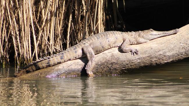 A croc slumbers on a log, expertly camouflaged to match its environment. Picture: Wendy Campbell