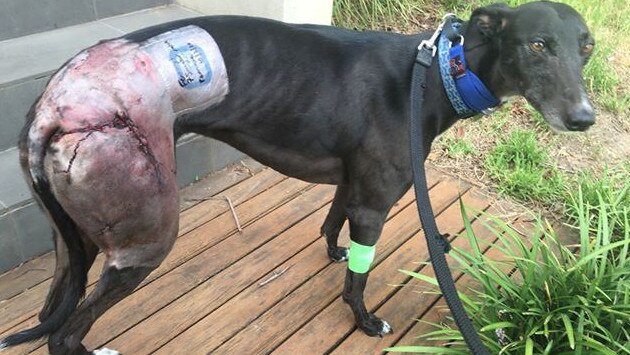 Kala needed surgery to repair several puncture wounds, including one that when deep into the muscle. Picture: Supplied