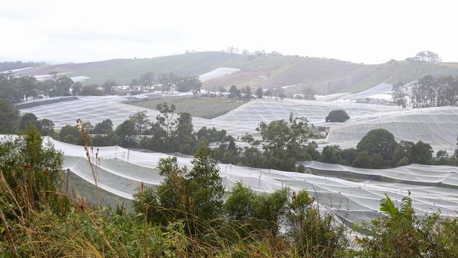 A blueberry farm north of Coffs Harbour. Pic: Lindsay Moller