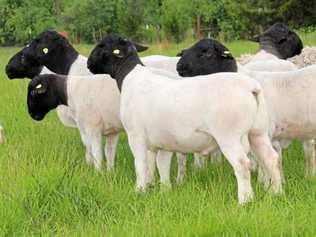 CHOMP, CHOMP, GONE: The dorper sheep is immune to fireweed and will polish off the yellow peril with gusto.