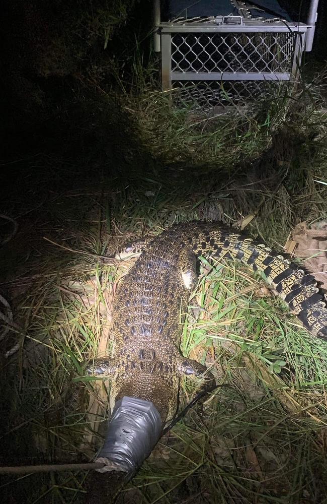 A 12-year-old girl is lucky to be alive after escaping a croc attack in the Top End. The 2.2m croc was caught in a trap near Jenkins Rd on overnight. Picture: Department of Environment, Parks and Water Security