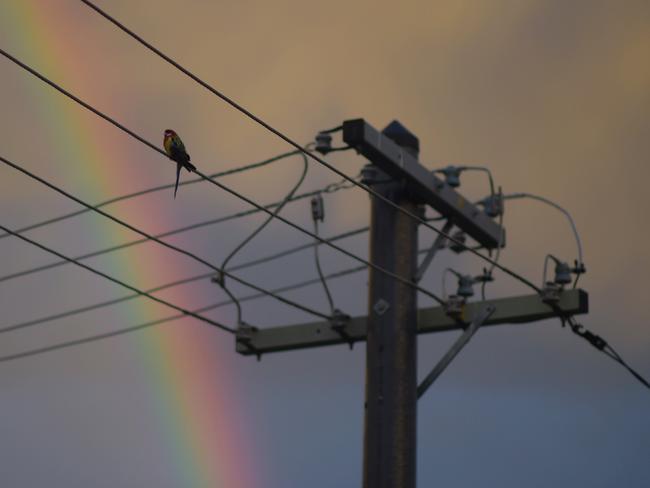**FILE** A Nov. 29, 2015 file photo of a bird sitting on electricity wires as a rainbow is seen in the background in Canberra. The energy market operator warns NSW and South Australia could face power shortages as temperatures soar in coming days, Friday, Feb. 10, 2017. (AAP Image/Lukas Coch) NO ARCHIVING