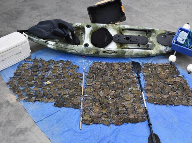 Fisho busted with hundreds of illegal crabs