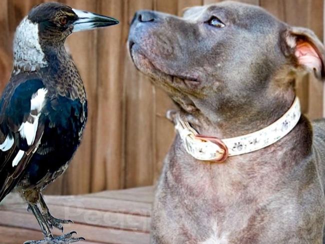 Fans spiral after ‘ominous’ post of Molly the magpie and Peggy the staffy