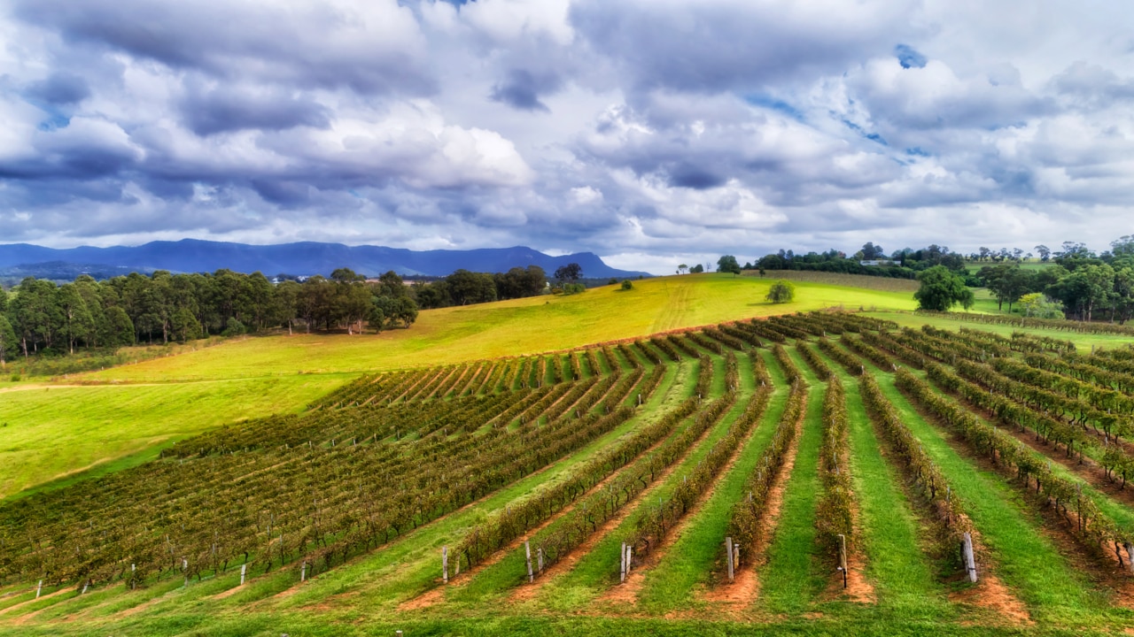 Australia's oldest wine region 'has a lot to offer'