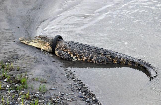 This croc is due for a re-tread. Picture: MUHAMMAD / AFP