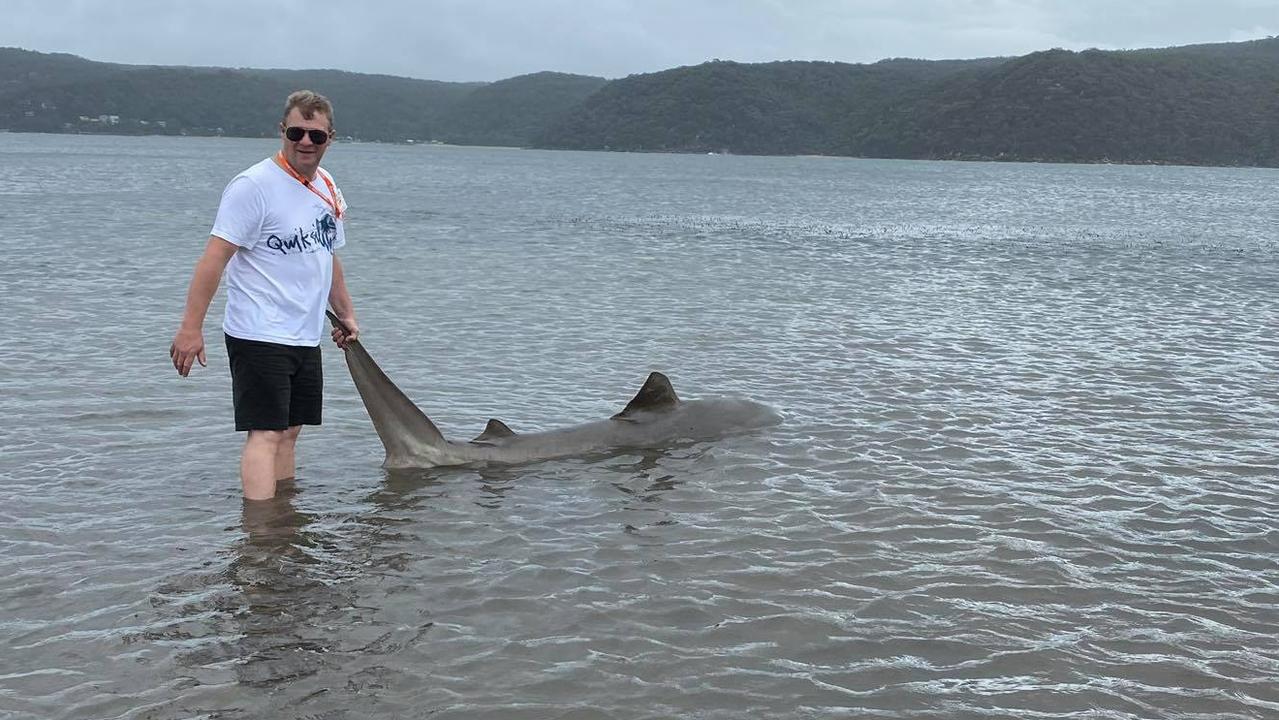 Narrabeen Lagoon shark sighting: warning to swimmers | Daily Telegraph