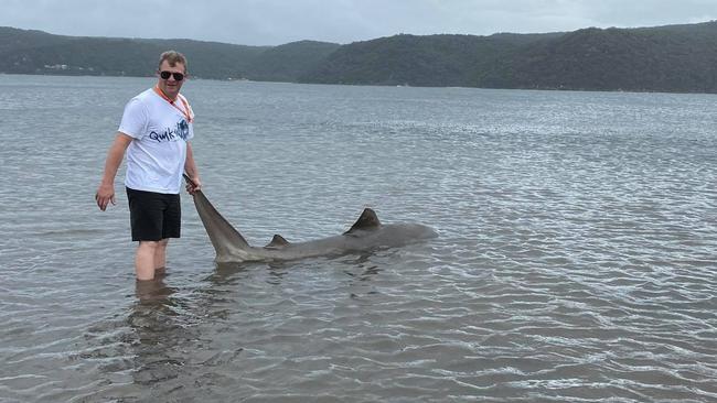 The dead shark was washed up in Pittwater on Saturday. Picture: Jac Shell.