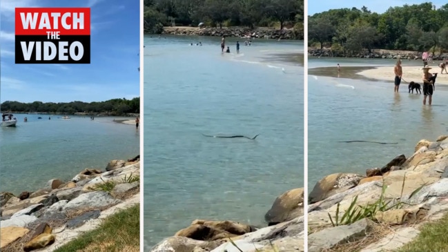 Massive brown snake spotted at popular Queensland swimming spot