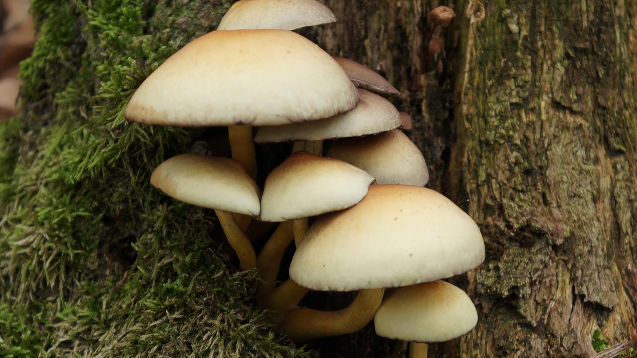 Psilocybe cubensis is a species of psychedelic mushroom, commonly called shrooms, magic mushrooms, golden tops, cubes, or gold caps.