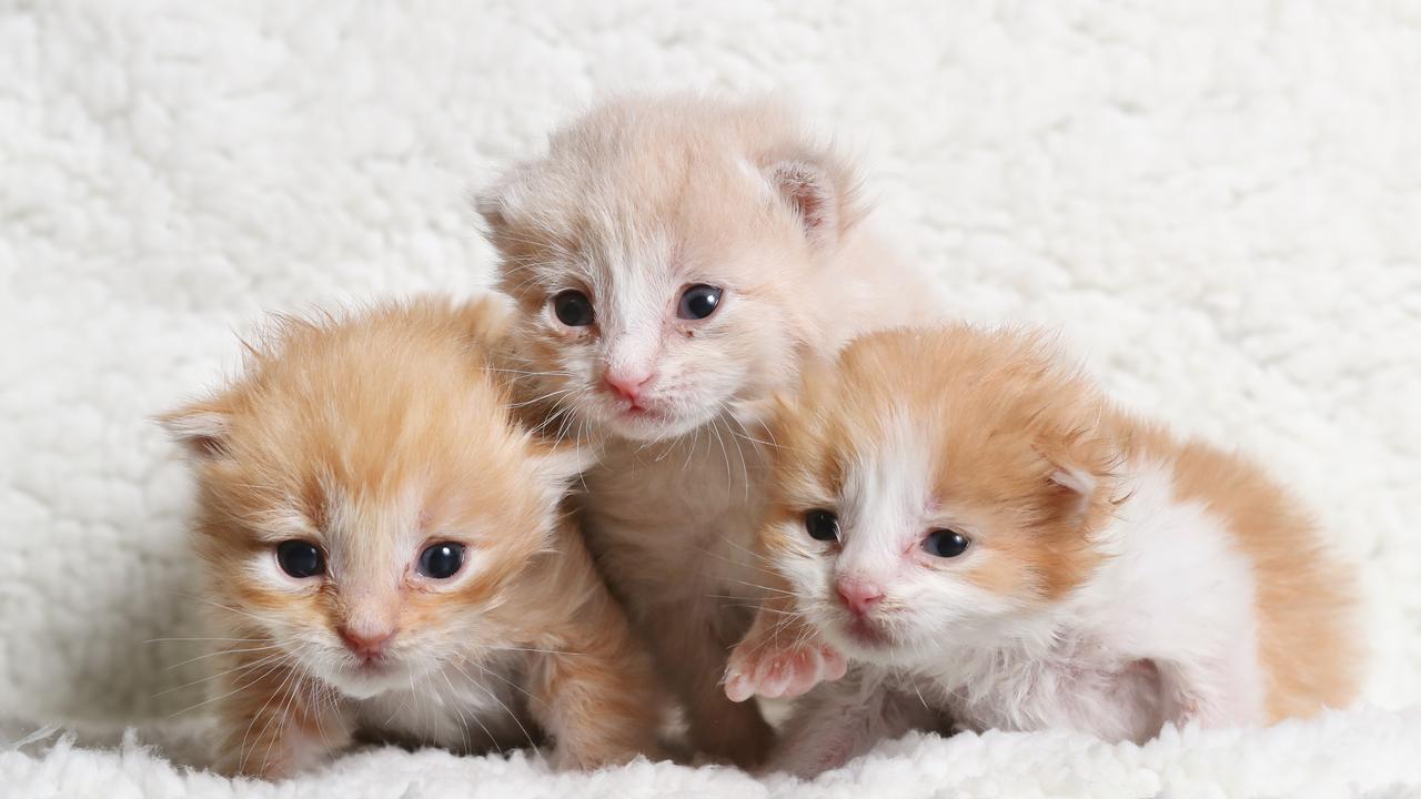 Three kittens – Kevin, Lucas and Lemon – have been given a chance at life after being found dumped outside Petbarn Elizabeth. Picture: Tait Schmaal