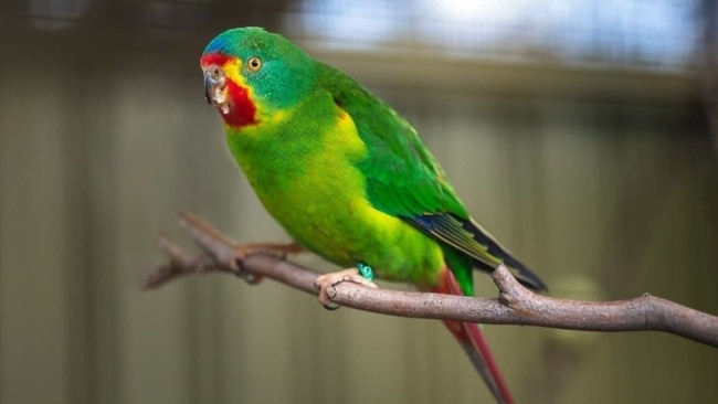 A swift parrot at Zoodoo Zoo in Tasmania. Source: Zoodoo Zoo.