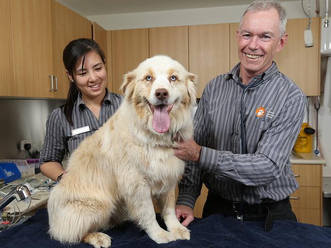 Eltham Veterinary Clinic’s Dr Steve Pryor has advice for dog owners.