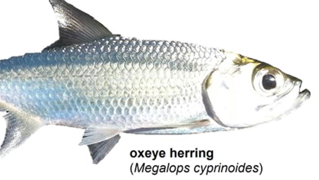 Oxeye herring and golden snapper are prone to suffering injuries from barotrauma