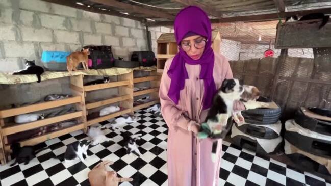 Yemeni animal lover saves strays in Sanaa | Daily Telegraph