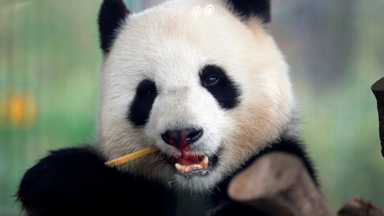 China to send two giant pandas to a US zoo