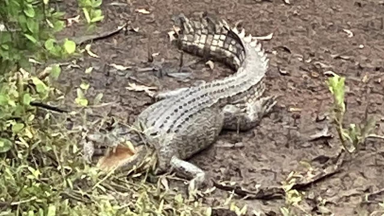 Trap set as croc spotted at popular Top End creek