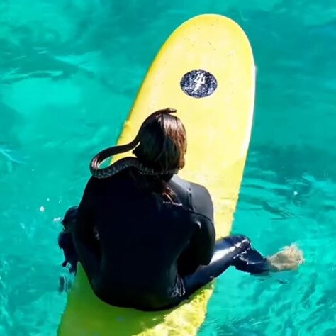 Surfer Higor Fiuza with his pet Shiva. Picture: Instagram/ @skymonkey5