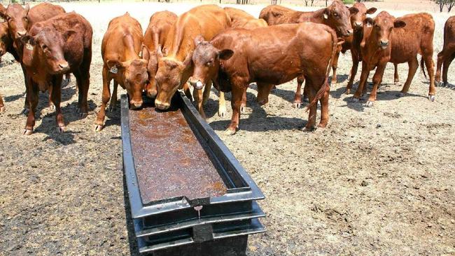 HAPPY CATTLE: Molasses arrives from overseas to assist drought-stricken farmers throughout Qld. Picture: Vanessa Jarret