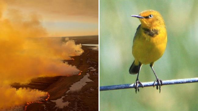 An aerial of the fire burning on Curtis Island, which is threatening the habitat of the Yellow Chat, a threatened species.