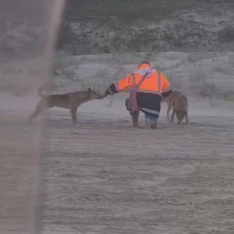 A man has copped a $2,476 fine after he was filmed feeding two dingoes on a K’gari beach.