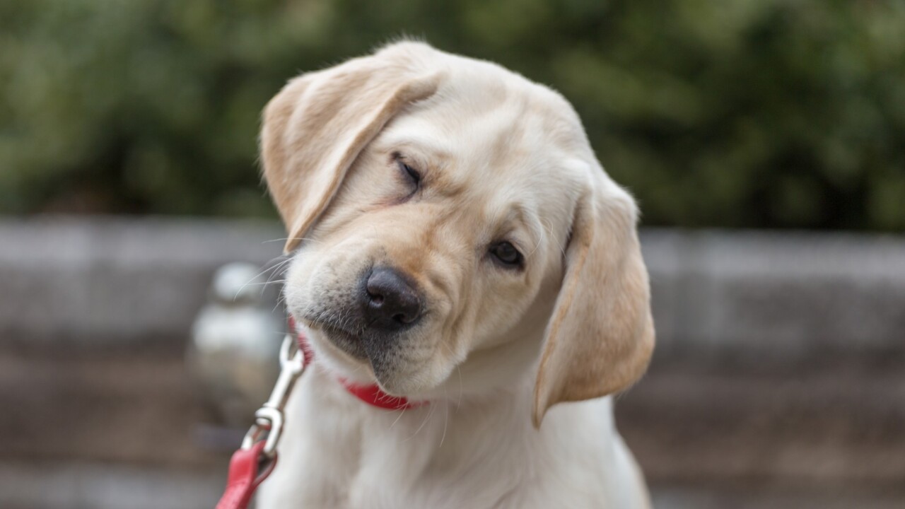 Dog owner takes pet sitter to court over failing to feed dog ‘microwaved pork buns’