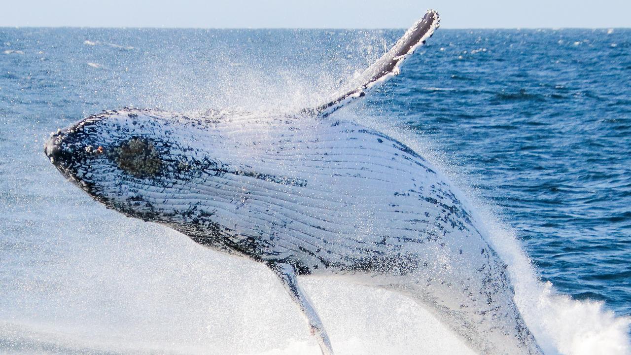 Humpback whales in spectacular show off the Gold Coast. | The Chronicle