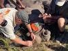 Scientists in South Africa have injected radioactive material into the horns of two rhinos in a novel effort to save the species from poachers., James Larkin, a professor at the University of the Witwatersrand in Johannesburg and an expert in radiation protection, said that the stable isotopes used were harmless and that he 