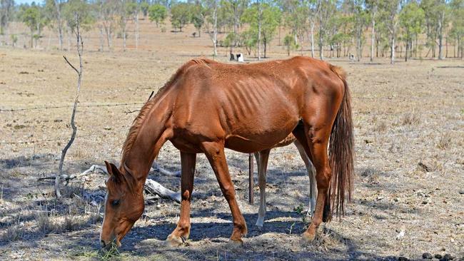 The drought is starting to bite in the Gympie region and primary producers who are impacted are encouraged to apply for drought assistance. Picture: Patrick Woods