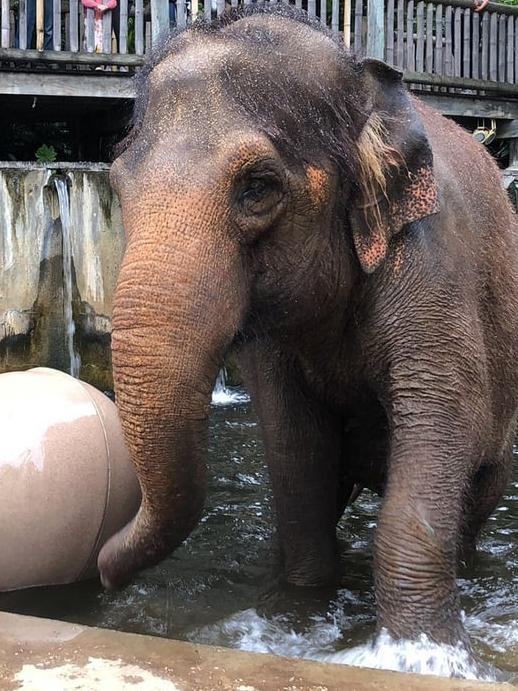 Permai has officially left Perth Zoo and is now on her way to Monarto Safari Park . Picture: Alex Cearns