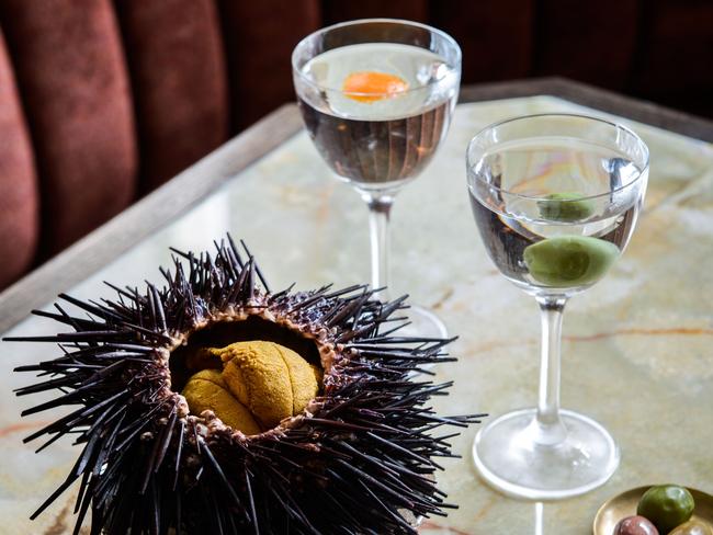 Gimlet sea urchin John Lethlean